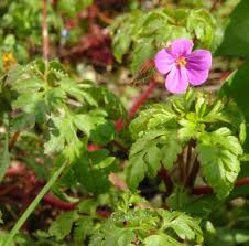 Herb Robert