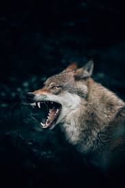 Wolf wallpaper ringtones and wallpapers. Wolf Wallpapers Free Hd Download 500 Hq Unsplash