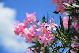 It remains only to choose the right idea for this. Top 9 Best Flowers To Give A Girl This Summer Abcflora Com