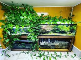 我が家の「ヤマサキカズラ 」その他、水槽プランツ達・・ | 猫とワンコと手作りの暮らし part ２