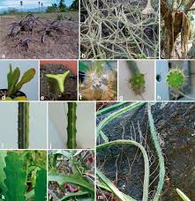 Cactus is a simple but powerful static website generator using python and the django template system. The Phylogenetic Significance Of The Stem Morpho Anatomy In The Hylocereeae Cactoideae Cactaceae Springerlink