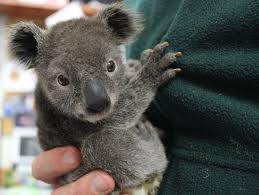 Top 5 Things To Do In Sydney For The First Time Visitor Cute Animals Koala Cute Funny Animals