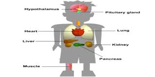 About Homeostasis Assignment Point