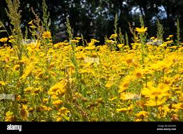 Image result for Dyssodia tenuiloba