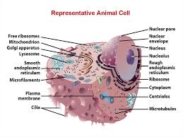Maybe you would like to learn more about one of these? Introduction To Biology Forms Of Life Biology Of The Cell Online Presentation