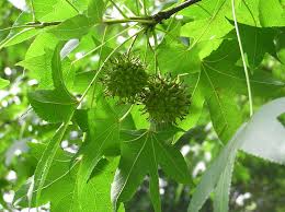 Image result for Altingiaceae