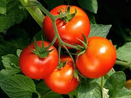 Health Benefits Of Eating Tomatoes India The Nation Growing Tomato Plants Growing Tomatoes From Seed Growing Tomatoes In Containers