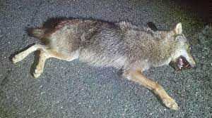 Das tier verendete durch den unfall. Unfall In Tirol Autofahrer Uberfahrt Auf Brennerautobahn Bei Europabrucke Wolf Tier Tot Tirol