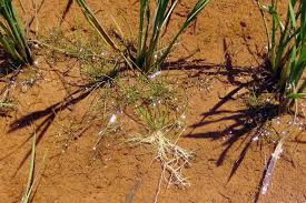 Image result for Eleocharis minuta