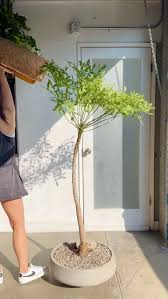 Image result for Cussonia spicata