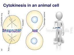 We did not find results for: 10 2 Cell Division In Eukaryotes Cell Division Occurs In 2 Major Stages Mitosis Cell Nucleus Divides Exact Copy Made 2 Cytokinesis Division Of The Ppt Download