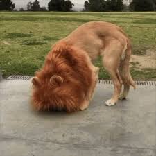 Check spelling or type a new query. Lion Costume Gifs Get The Best Gif On Giphy