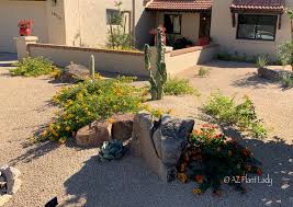 Any color must be introduced into the landscape design strategically. Desert Landscape Renovation Progress Azplantlady Com