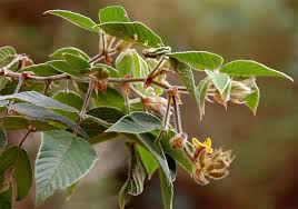 Image result for Rhynchosia clivorum