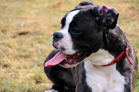 The pitbull for sale accompany the best pit bull puppies for sale families. Boston Boxer Boxer Boston Terrier Mix Info Pictures Personality Facts