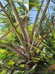 Image result for Hyphaene