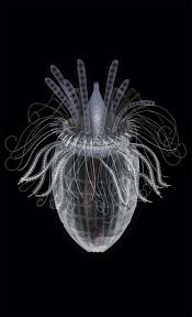Loriciferans Sea Creature Beautiful Sea Creatures Ocean Creatures Sea Creatures