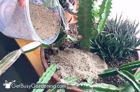 How To Get Rid Of Fungus Gnats In Houseplants Soil In 2020 Soil Houseplants Indoor Plants