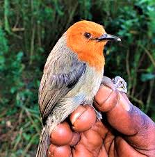 BARRY the BIRDER: Mrs. Moreau's Warbler...