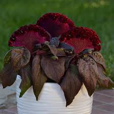 They grow best when planted 10 to 16 inches apart to prevent overcrowding. Dracula Celosia