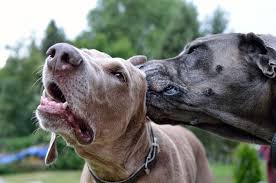 Next, take fresh cleaning wipes and rub down the inside of your dog's ears. Do I Need To Clean My Dog S Ears Vet Help Direct