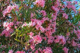 Blooms from early summer to fall. Evergreen Zone 9 Shrubs Choosing Evergreen Shrubs For Zone 9 Landscapes