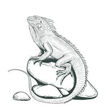 There are tons of great resources for free printable color pages online. Coloring Page Iguana Stock Illustrations 210 Coloring Page Iguana Stock Illustrations Vectors Clipart Dreamstime