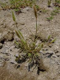 Image result for Polypogon