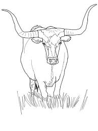 Texas Longhorn Cattle Coloring Page Cow Coloring Pages Longhorn Cattle Texas Art