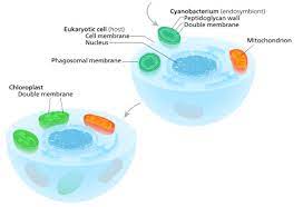They use a very complex system to make energy called photosynthesis.here is a diagram. Chloroplast Wikipedia