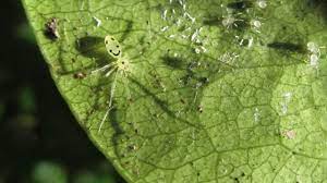 Theridion Grallator Wikipedia