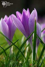Crocus Tommasinianus Early Crocus Rhs Gardening Crocus Flower Beautiful Bouquet Of Flowers Beautiful Flowers Photography
