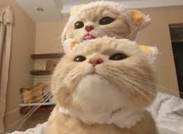 Pinterest Pinterestden Twitter In 2020 Cute Baby Cats Cute Cat Memes Baby Cats