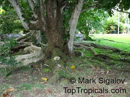 Image result for Barringtonia asiatica