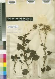 Image result for Cineraria deltoidea