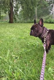 In the latter part of the 19th century, the lacemakers of nottingham, england, began selectively breeding a smaller bulldog as a lap pet. Elmo On Twitter Got Ma Hunting Mode On Frenchbulldog Bulldog Ranskis Ranskanbulldog Ranskanbulldoggi Frenchie Batpig