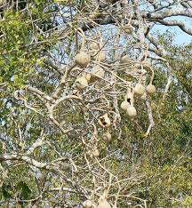 Image result for Cladostemon kirkii