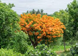 Delonix regia in my suburb the original flower buds of poincianas were killed in november by the hail storm, so there was not 'red flame' at christmas time. Flam Boyant The Flame Tree Royal Poinciana Tree Flower Bloom Stock Photo Picture And Royalty Free Image Image 95377933