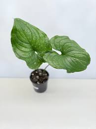 Image result for Cyanastrum