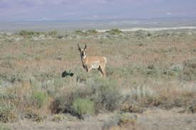 Image result for Little Catnip Spring - Sheldon Refuge Winnemucca NV