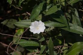 Image result for Aniseia martinicensis