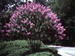 In texas, the dam b cultivar has blue flowers in racemes and flowers late may to june and sporadically throughout the summer and fall. Crape Myrtle Crape Myrtle Myrtle Tree Crepe Myrtle Trees
