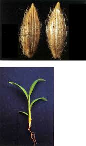 Image result for Digitaria longiflora