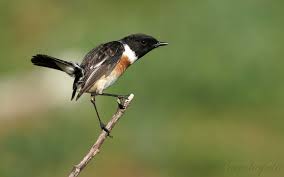 Famosos despiden a isabel martínez, la tarabilla. Tarabilla En Alerta Imagen Foto Animales Aves Nature Fotos De Fotocommunity