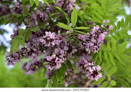 Image result for Millettia