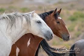 Wizard The Mustang Horses Animals Mustang