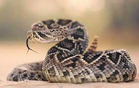 Eastern Diamondback Rattlesnake Snake Boots Rattlesnake Snake