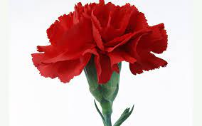 Carnation Clip Art Free Download 1920x1200 Flowers Single Carnation Flower Beautiful Wallpaper Carnation Flower Red Carnation Carnations