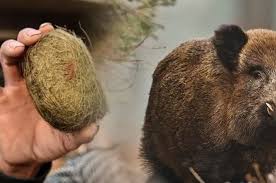 Satu anak babi, putih tengah denmark landrace babi babi miniatur babi putih besar, babi, binatang menyusui, hewan png. Batu Empedu Babi Capai Harga Rp 8 1 Miliar Pria Di China Ini Mendadak Jadi Miliarder