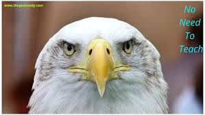 Bald Eagle Quotes And Instagram Captions For Instagram 2021 The Quotes Sky